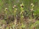 Ophrys x arachnitiformis